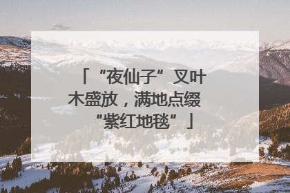 “夜仙子”叉叶木盛放，满地点缀“紫红地毯”
