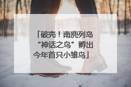 破壳！南麂列岛“神话之鸟”孵出今年首只小雏鸟