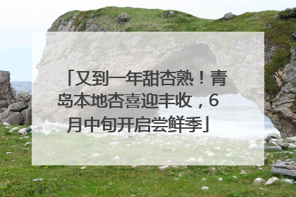 又到一年甜杏熟！青岛本地杏喜迎丰收，6月中旬开启尝鲜季