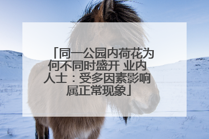 同一公园内荷花为何不同时盛开 业内人士：受多因素影响 属正常现象