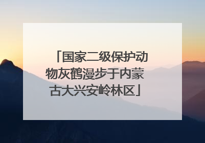 国家二级保护动物灰鹤漫步于内蒙古大兴安岭林区