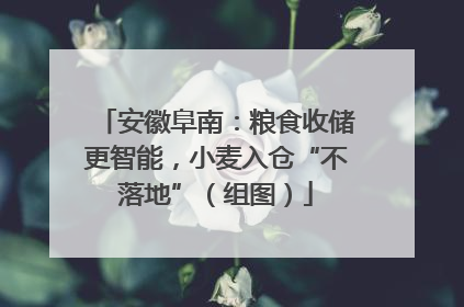 安徽阜南：粮食收储更智能，小麦入仓“不落地”（组图）