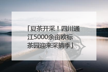 夏茶开采！四川通江5000余亩欧标茶园迎来采摘季