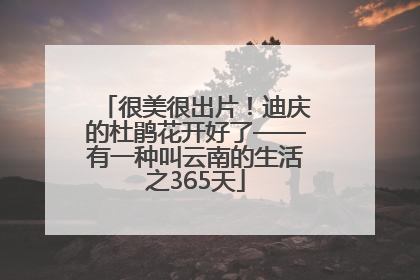 很美很出片！迪庆的杜鹃花开好了——有一种叫云南的生活之365天