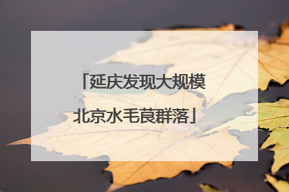 延庆发现大规模北京水毛茛群落