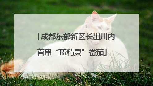 成都东部新区长出川内首串“蓝精灵”番茄