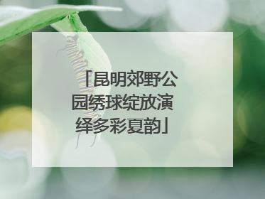 昆明郊野公园绣球绽放演绎多彩夏韵