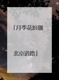 月季花扮靓北京道路