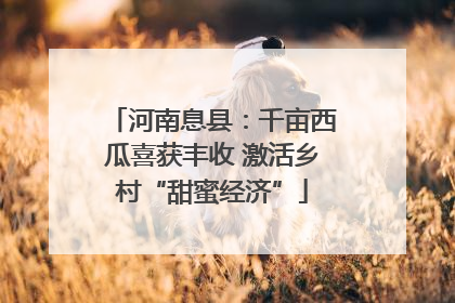 河南息县：千亩西瓜喜获丰收 激活乡村“甜蜜经济”