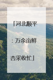 河北顺平：万余亩鲜杏采收忙