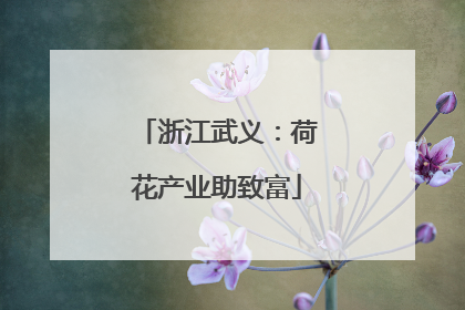 浙江武义：荷花产业助致富