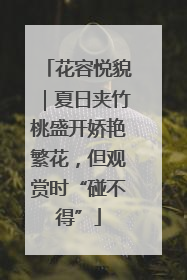 花容悦貌｜夏日夹竹桃盛开娇艳繁花，但观赏时“碰不得”
