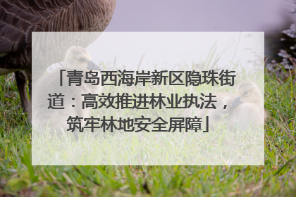 青岛西海岸新区隐珠街道：高效推进林业执法，筑牢林地安全屏障