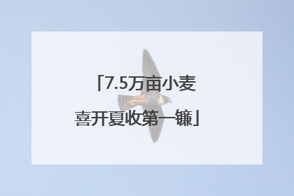7.5万亩小麦喜开夏收第一镰